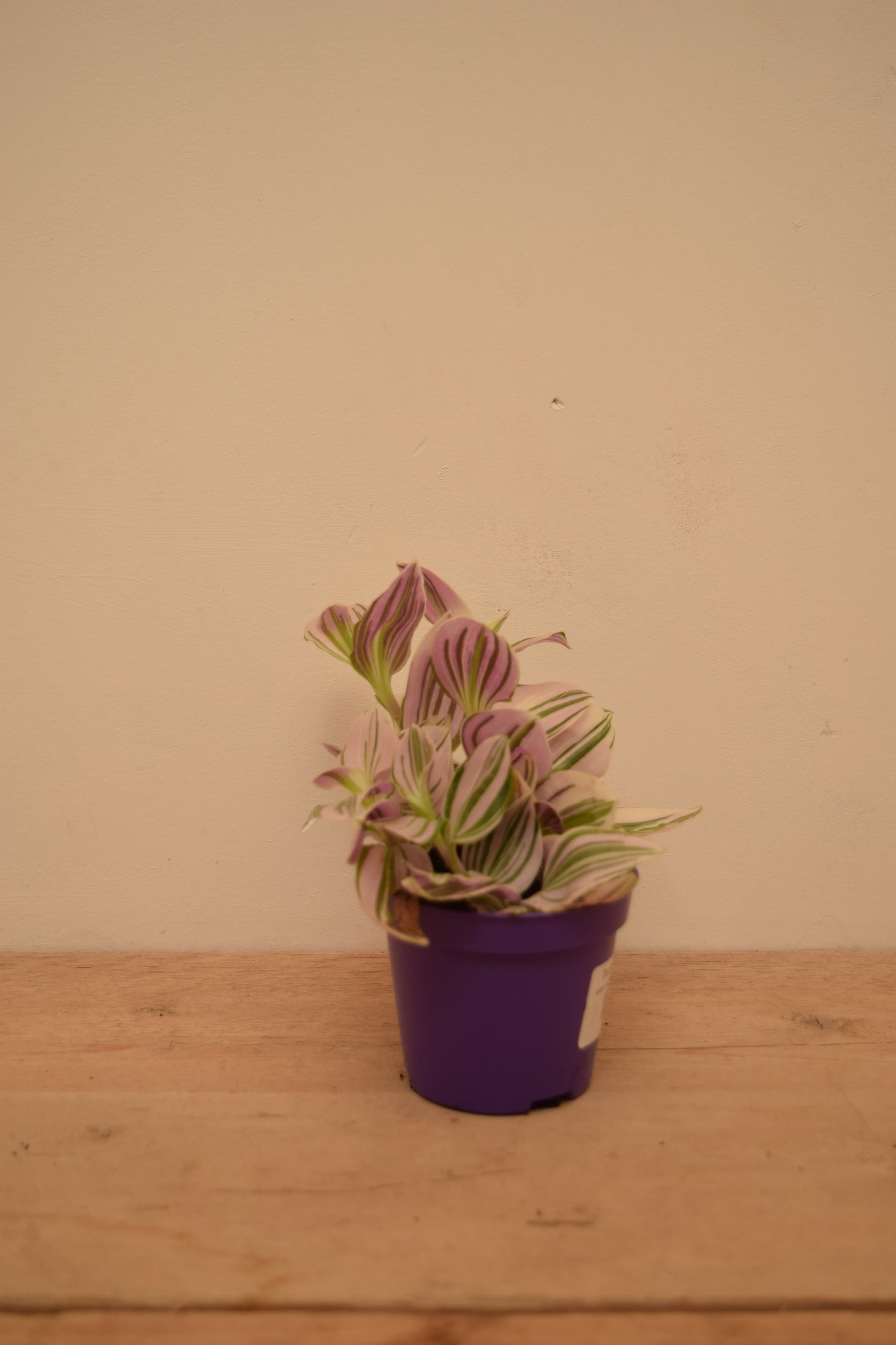 Tradescantia 'Unicorn'