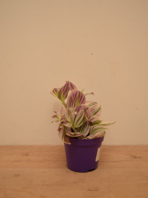 Tradescantia 'Unicorn'