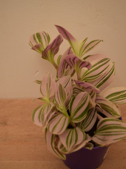 Tradescantia 'Unicorn'