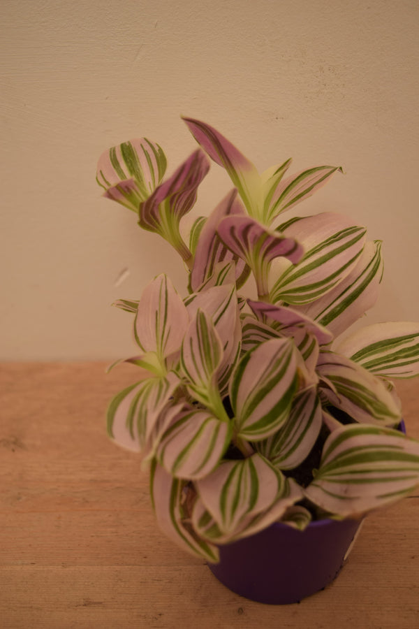 Tradescantia 'Unicorn'