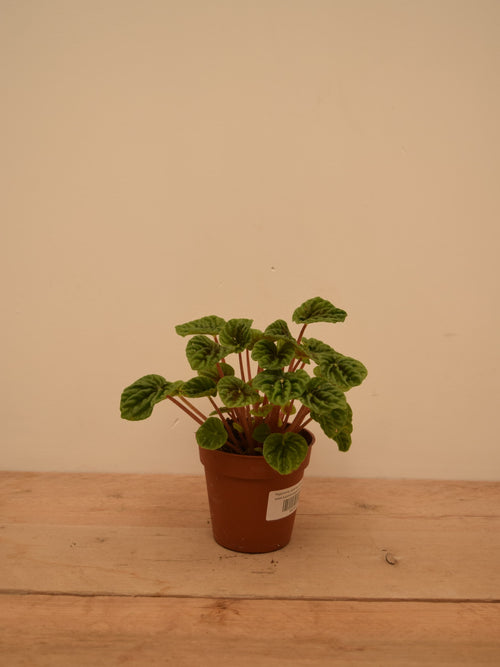Peperomia caperata 'Emerald Ripple'