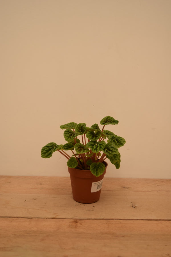 Peperomia caperata 'Emerald Ripple'