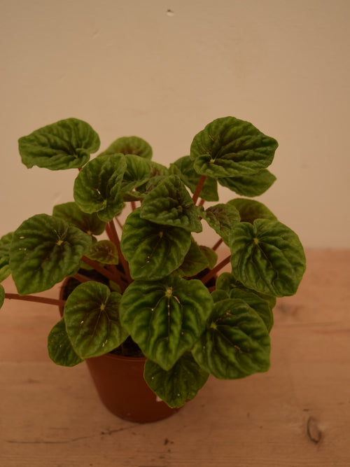 Peperomia caperata 'Emerald Ripple'