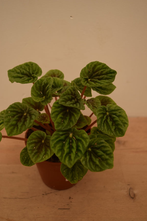 Peperomia caperata 'Emerald Ripple'