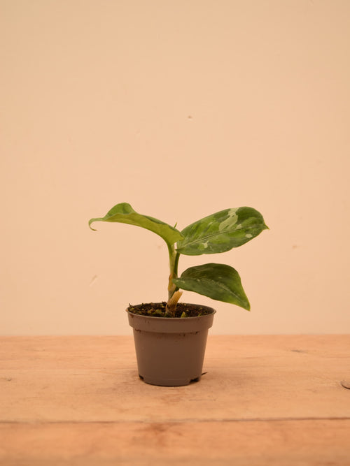 Aglaonema pictum 'Tricolor'
