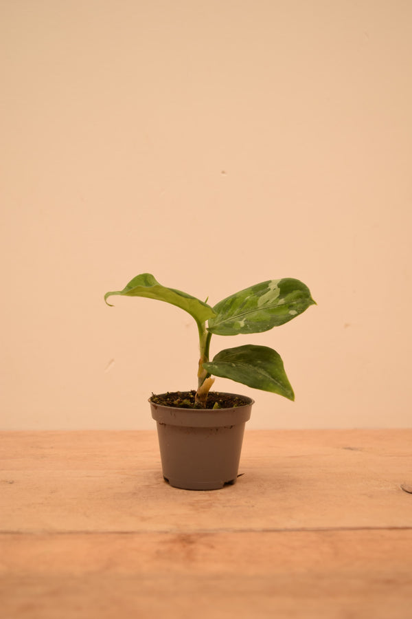 Aglaonema pictum 'Tricolor'