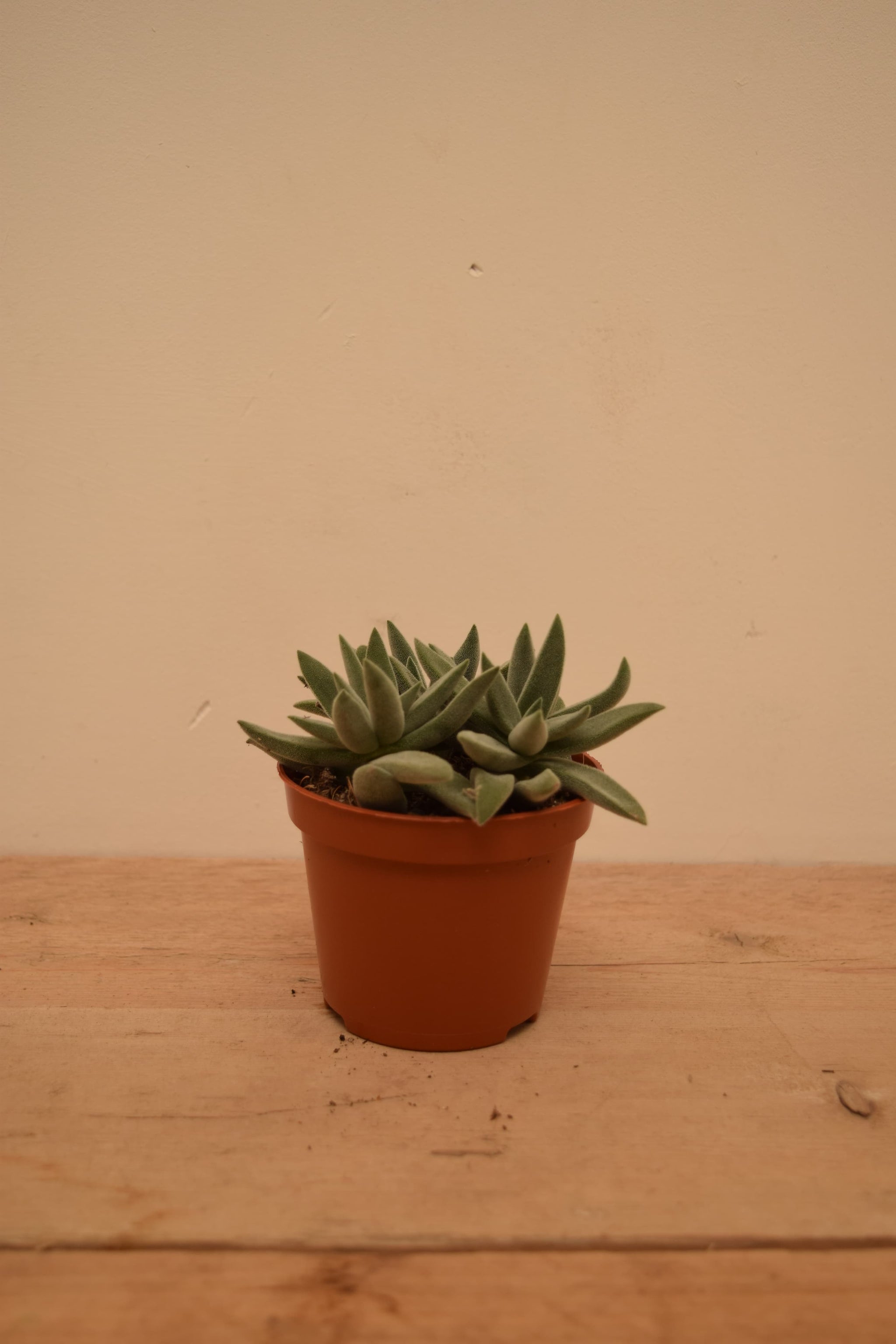 Crassula 'Silver Spark'