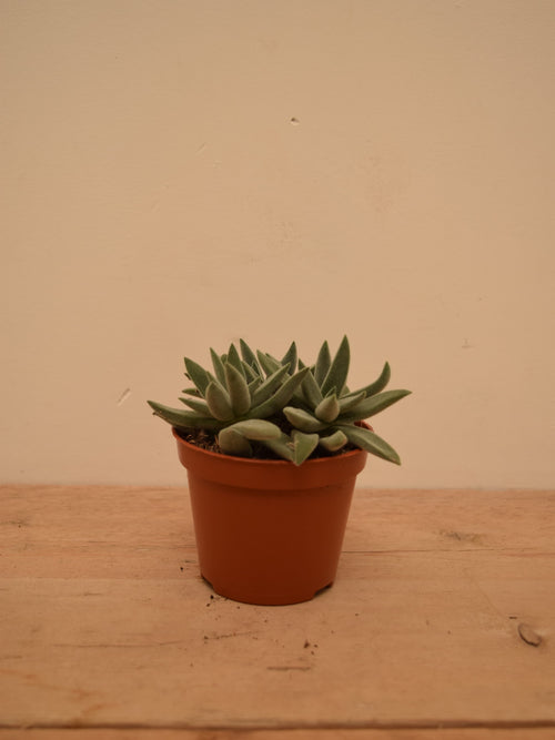 Crassula 'Silver Spark'