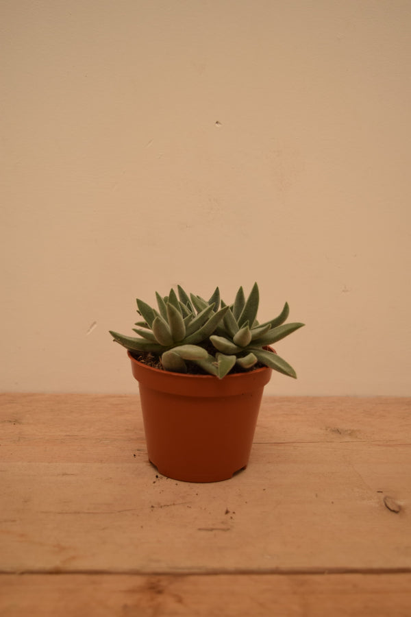 Crassula 'Silver Spark'