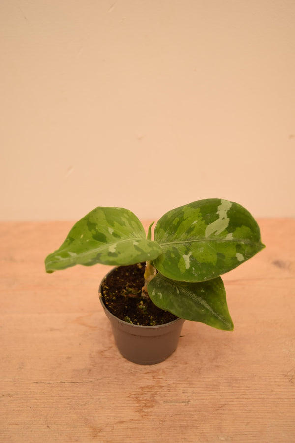 Aglaonema pictum 'Tricolor'