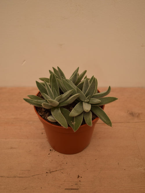 Crassula 'Silver Spark'