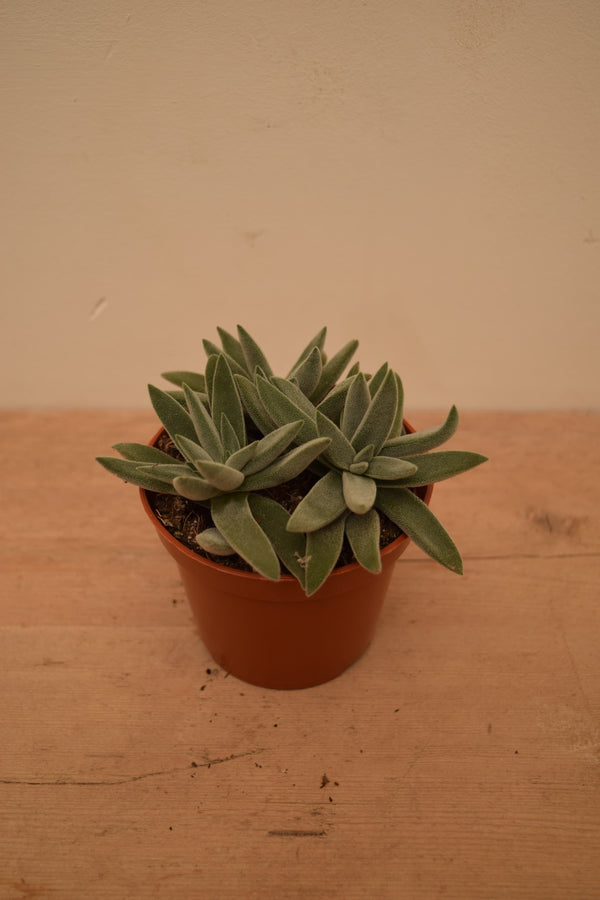 Crassula 'Silver Spark'