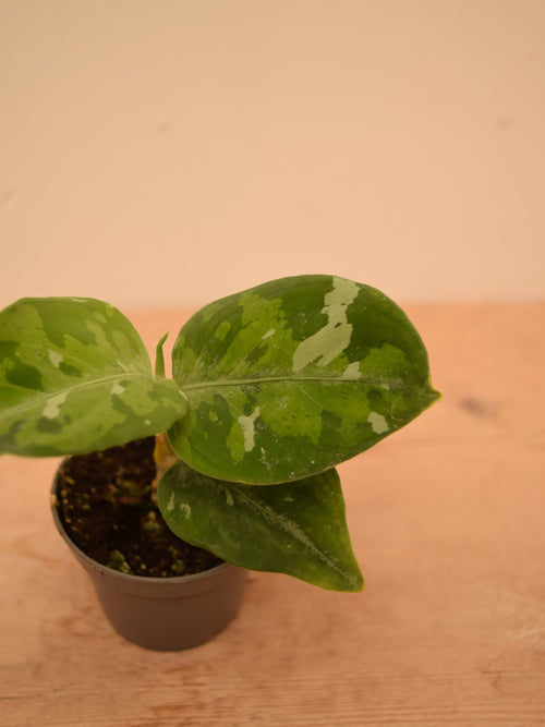 Aglaonema pictum 'Tricolor'