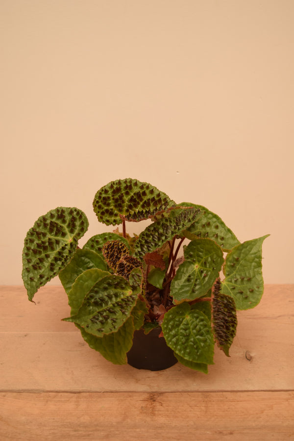 Begonia ferox