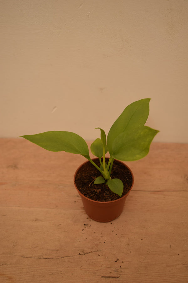 Anthurium vittarifolium