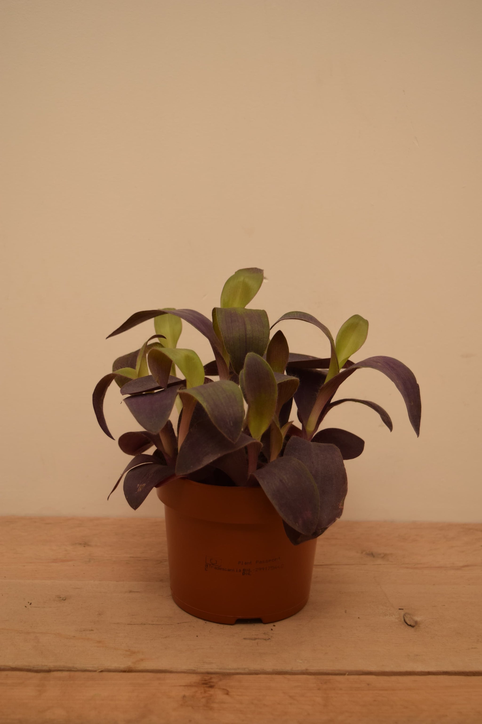 Tradescantia pallida 'Purple Passion'