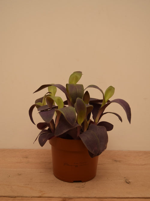 Tradescantia pallida 'Purple Passion'