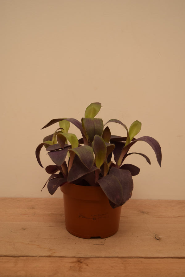 Tradescantia pallida 'Purple Passion'