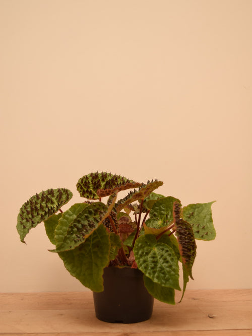 Begonia ferox