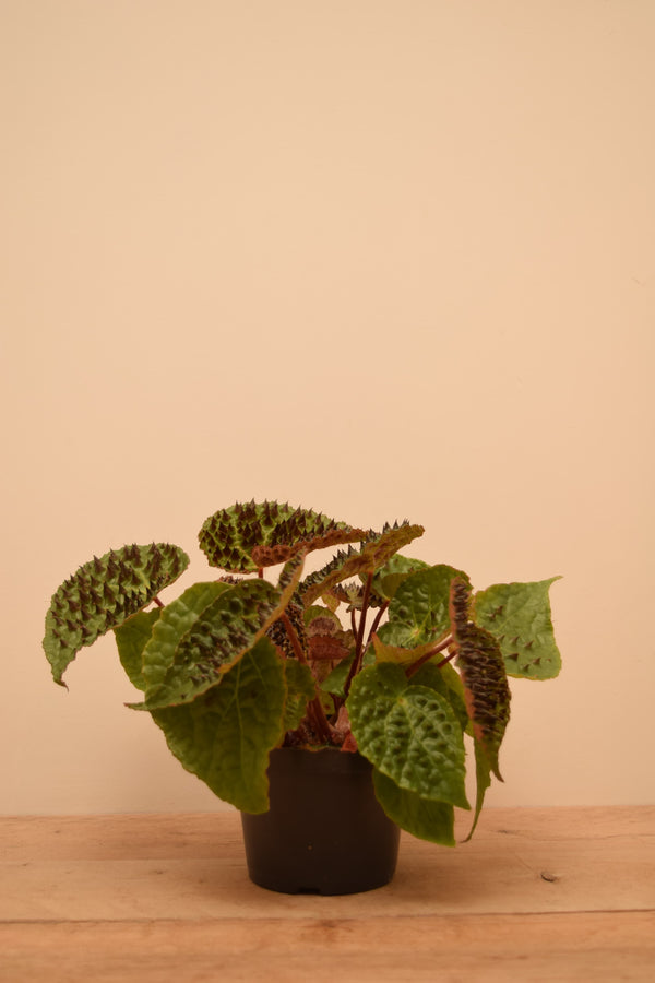 Begonia ferox