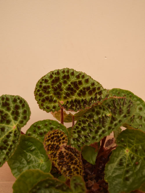 Begonia ferox