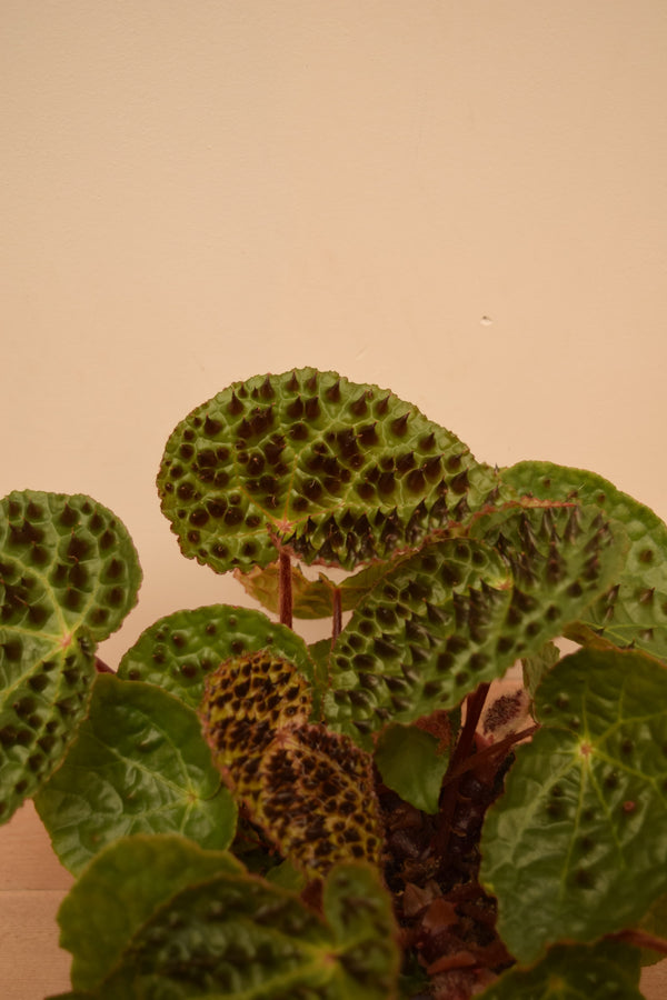 Begonia ferox