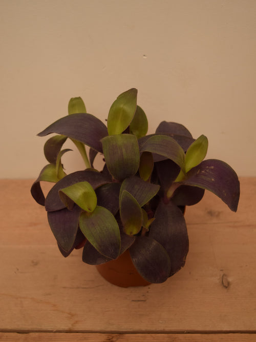 Tradescantia pallida 'Purple Passion'