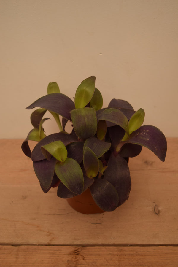 Tradescantia pallida 'Purple Passion'