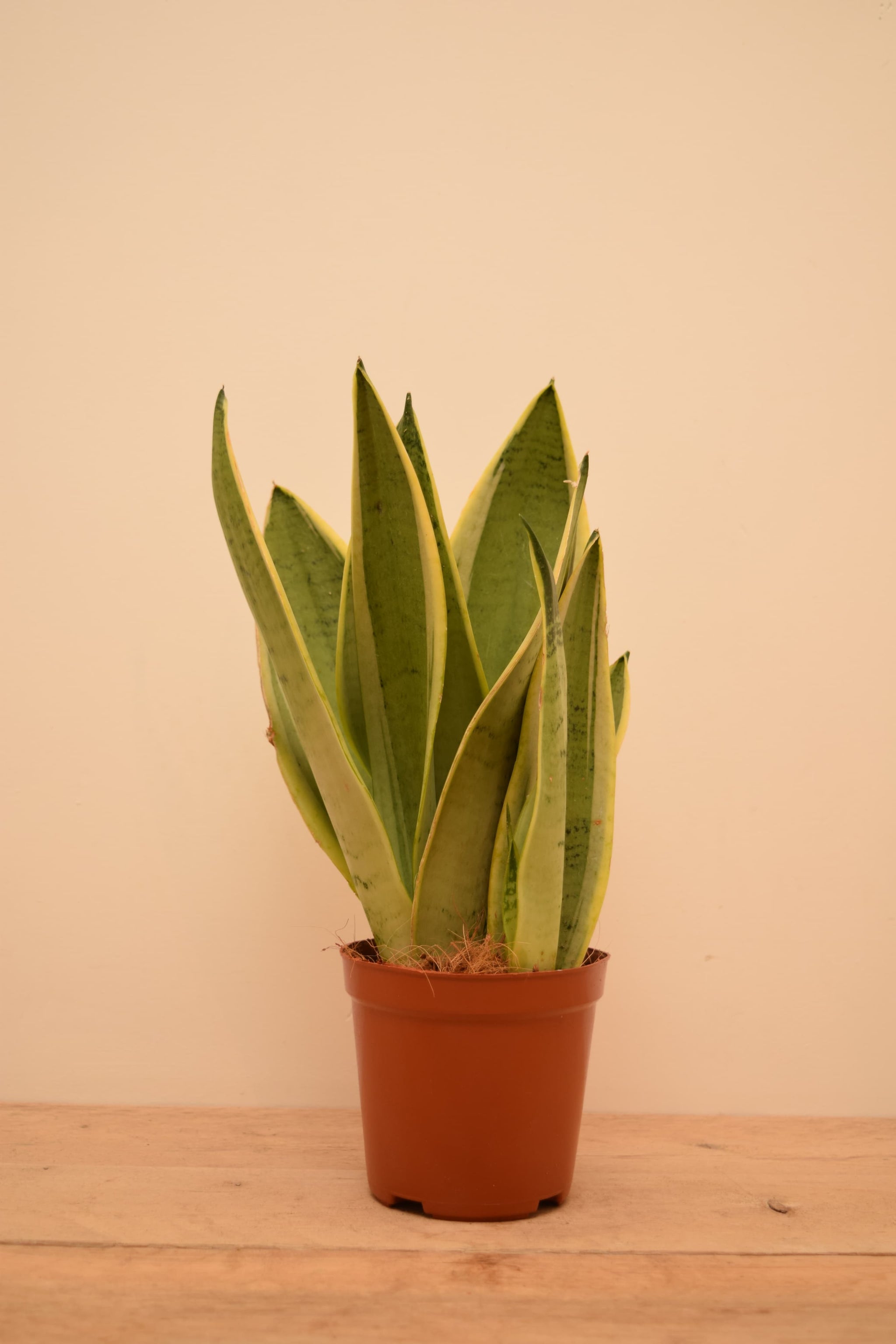 Sansevieria trifasciata 'White Snow'