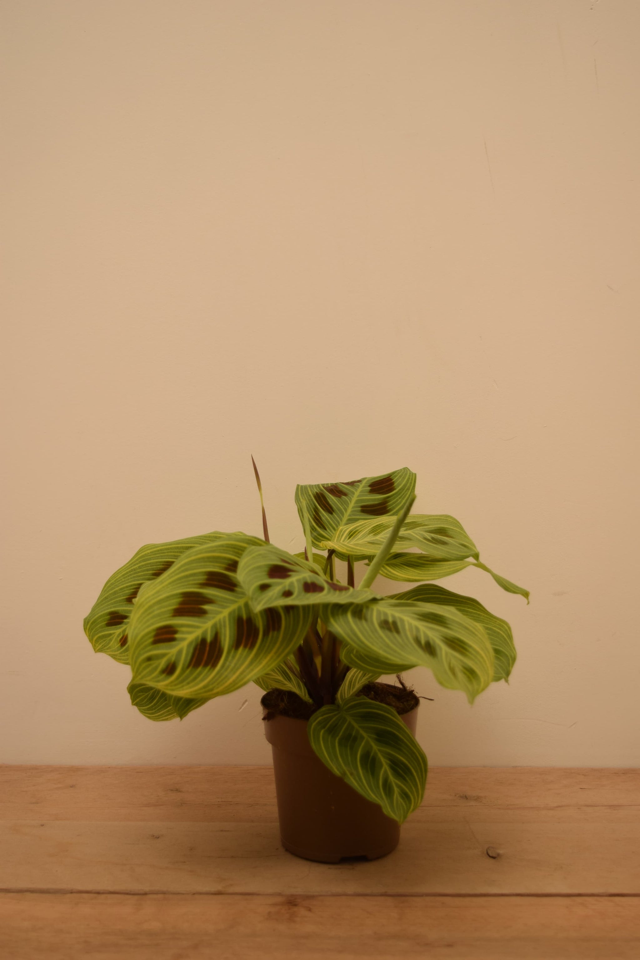 Maranta leuconeura var. kerchoveana 'Golden Veins'