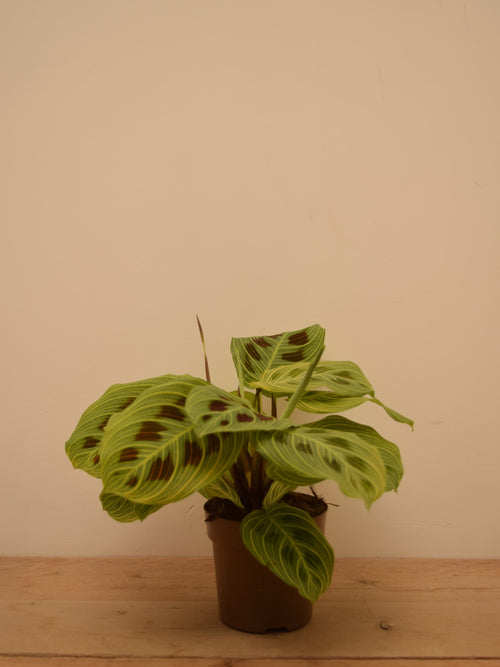 Maranta leuconeura var. kerchoveana 'Golden Veins'