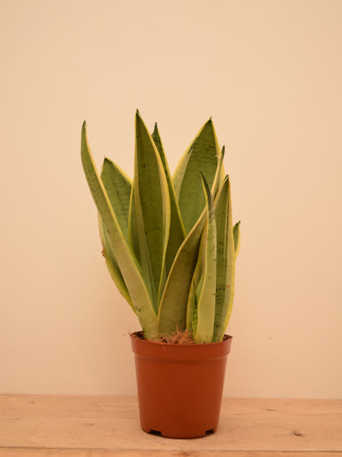 Sansevieria trifasciata 'White Snow'