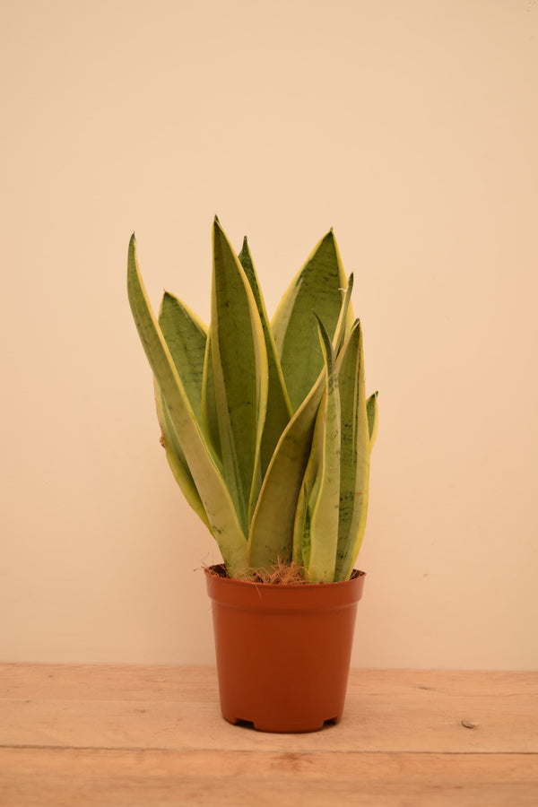 Sansevieria trifasciata 'White Snow'