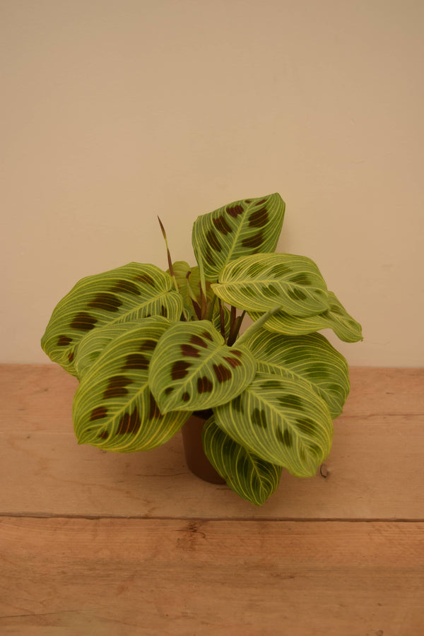 Maranta leuconeura var. kerchoveana 'Golden Veins'
