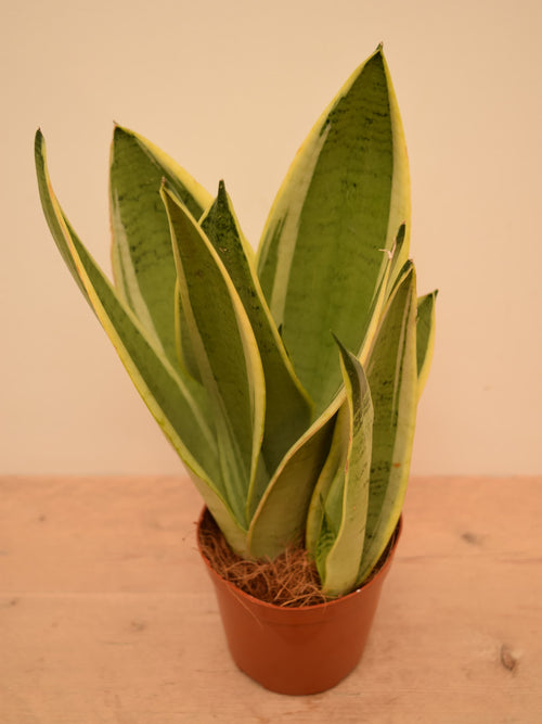 Sansevieria trifasciata 'White Snow'