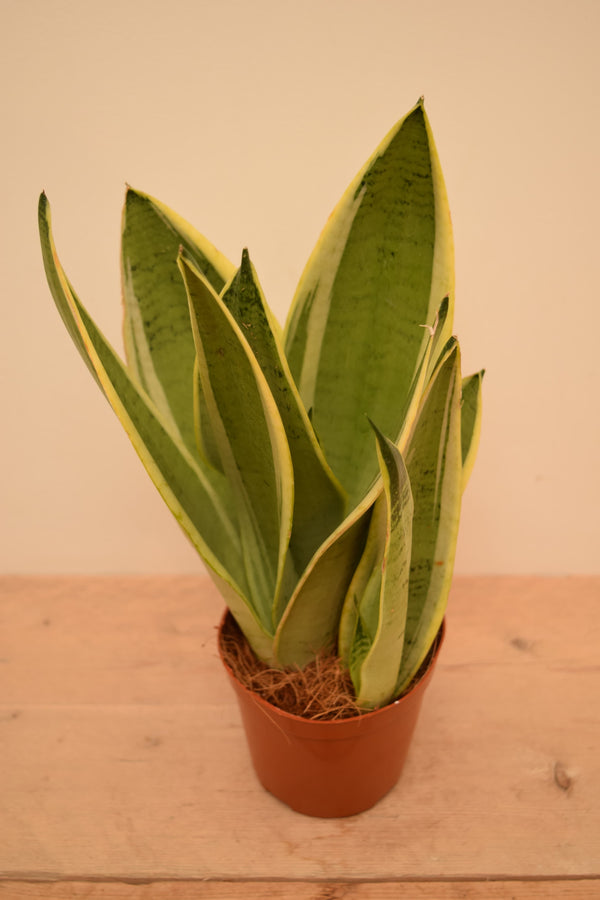 Sansevieria trifasciata 'White Snow'
