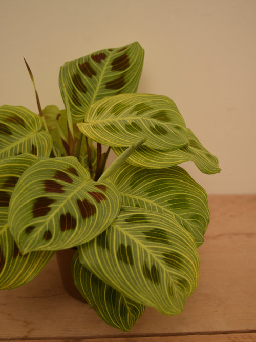 Maranta leuconeura var. kerchoveana 'Golden Veins'
