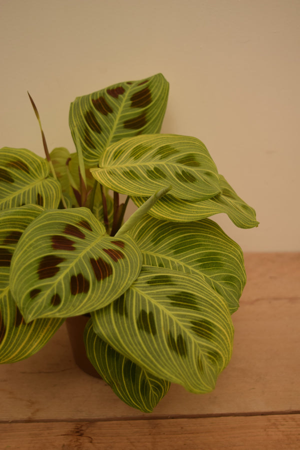 Maranta leuconeura var. kerchoveana 'Golden Veins'
