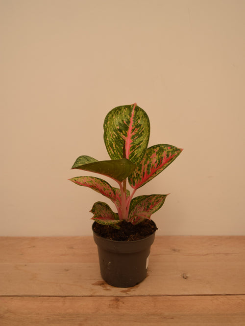 Aglaonema 'Paradise Red'