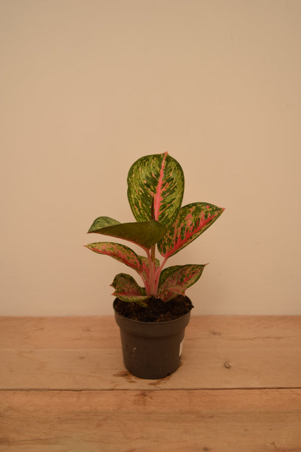 Aglaonema 'Paradise Red'