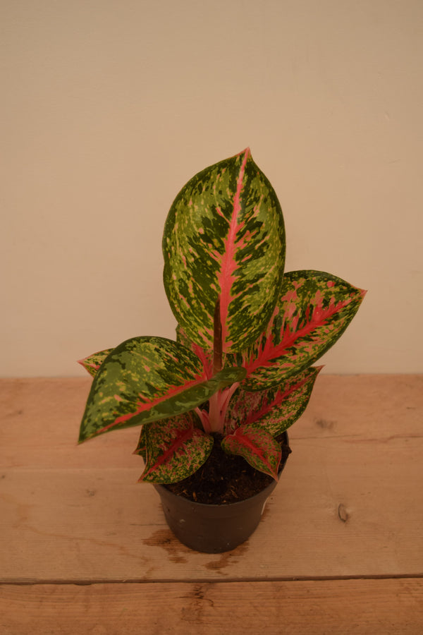 Aglaonema 'Paradise Red'