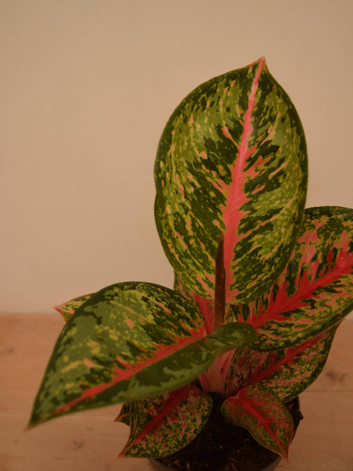 aglaonema splash Aglaonema 'Silver Splash'