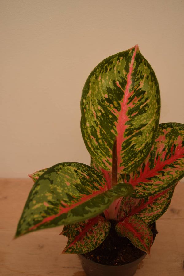 Aglaonema 'Paradise Red'