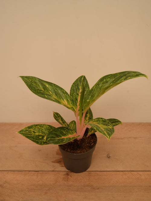 Aglaonema 'Peach Pearl'