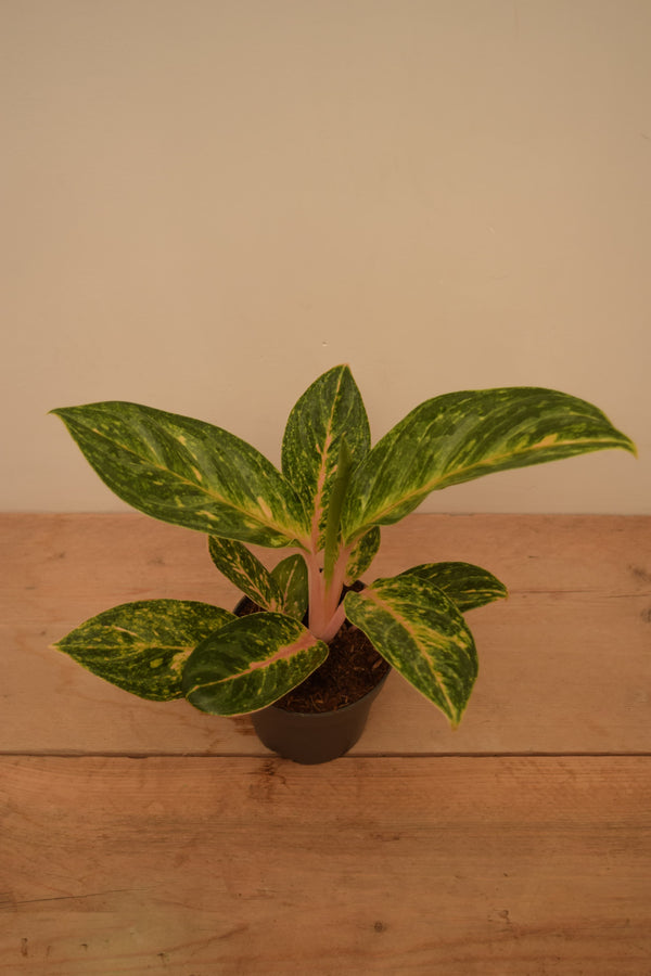 Aglaonema 'Peach Pearl'