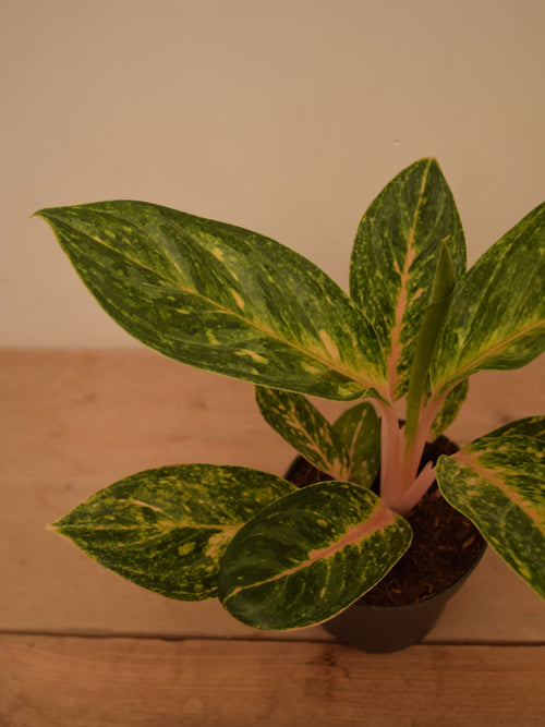 Aglaonema 'Peach Pearl'