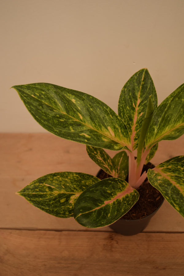 Aglaonema 'Peach Pearl'