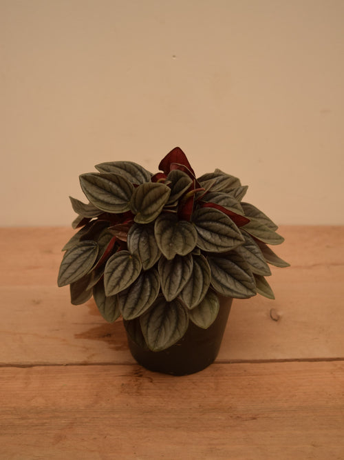 Peperomia caperata 'Santorini'
