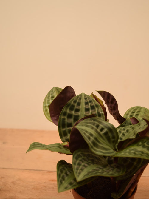 Geogenanthus poeppigii