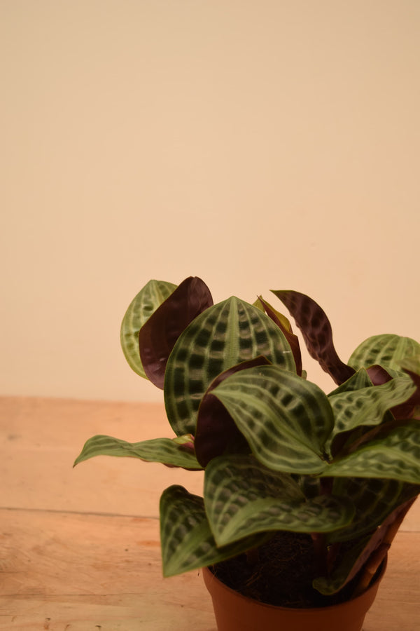 Geogenanthus poeppigii